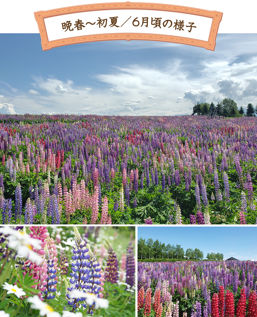 園内のご案内 フラワーランドかみふらの 公式サイト