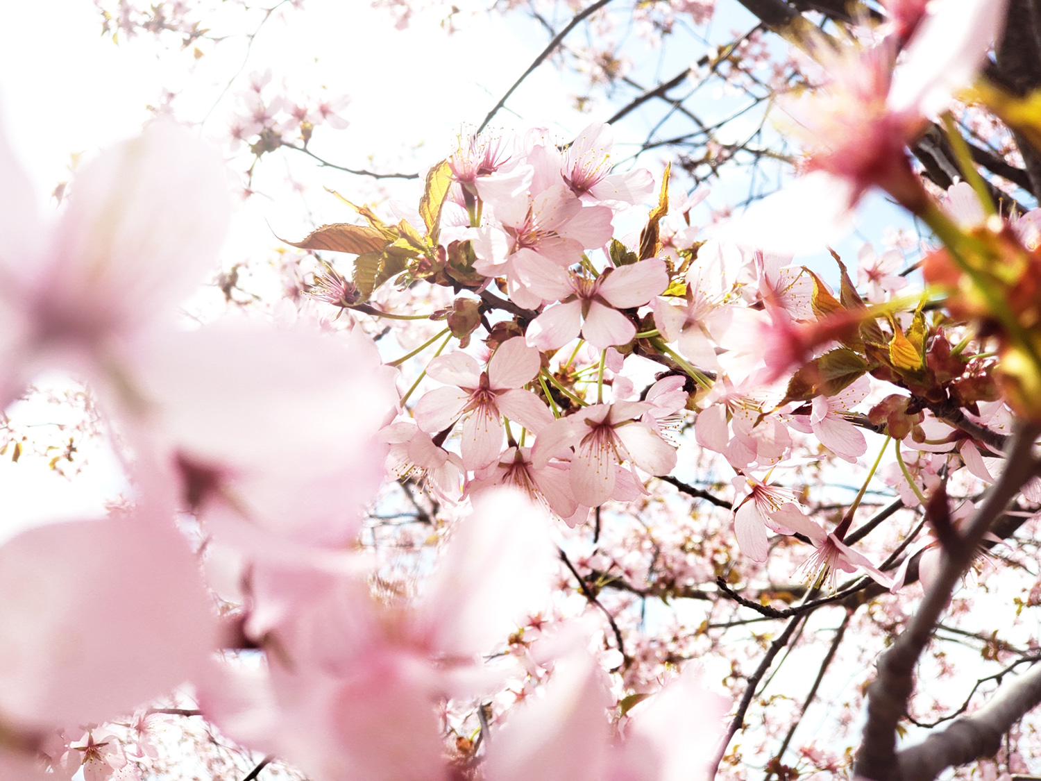 桜の開花情報 フラワーランドかみふらの 公式サイト